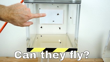 Czy muchy mogą latać w komorze próżniowej?