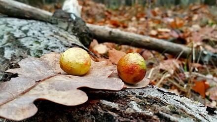 Bojownik ujawnia leśne ciekawostki - galas