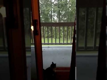 Kiedy jesteś kotem i oglądasz burzę za oknem