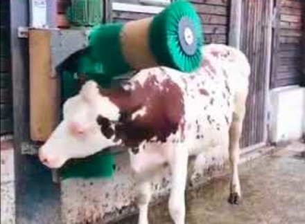 Przyrząd do czochrania krowy