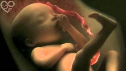 Genialna animacja 9-miesięcznej ciąży od zapłodnienia do porodu