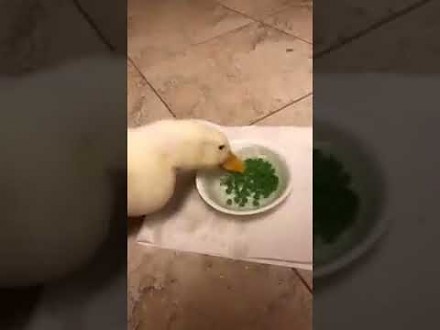 Kaczka nie obija się przy jedzeniu