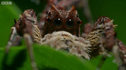 Portia labiata - geniusz wśród pająków