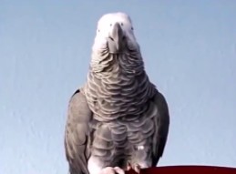 Papuga przeklina z brytyjskim akcentem