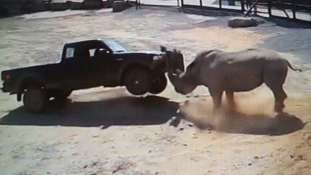 Kompilacja ataków prawdziwego mordercy z Afryki - nosorożca