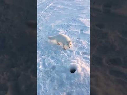 Sympatyczny lisek polarny usiłuje podwędzić rybę wędkarzowi