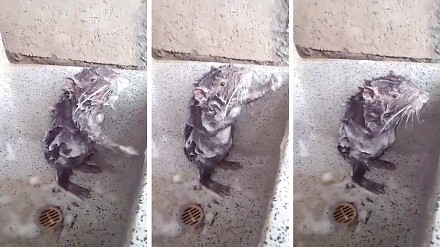 Szczurek bierze prysznic jak człowiek