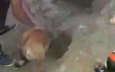 Ludzie pomagają psiej mamie w ratowaniu zasypanych szczeniąt