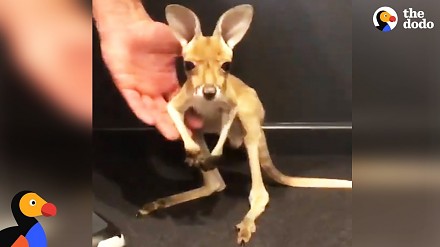 Pierwsze skoki małego kangura