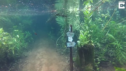 Podwodny las po wylaniu rzeki w Brazylii