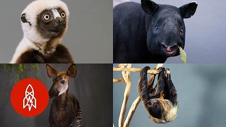 Dziewięć rzadkich gatunków zwierząt, które wkrótce mogą wyginąć