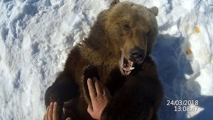 Jak skontrolować stan zębów u niedźwiedzia?
