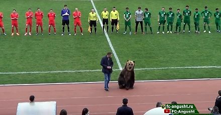 Niedźwiedź na meczu piłki nożnej w Rosji