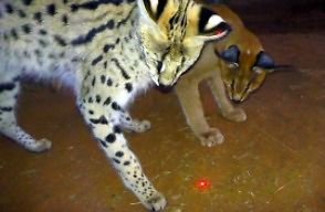 Afrykańskie koty i czerwona kropka lasera