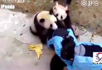 Krwiożercze pandy atakują opiekuna