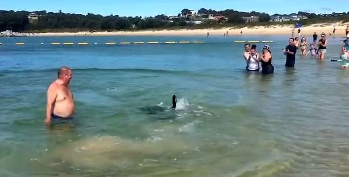 Foka poluje na australijskiej plaży
