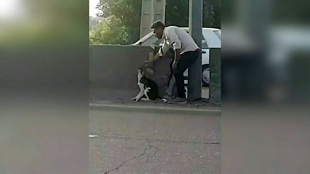 Mężczyzna ratuje psa na autostradzie