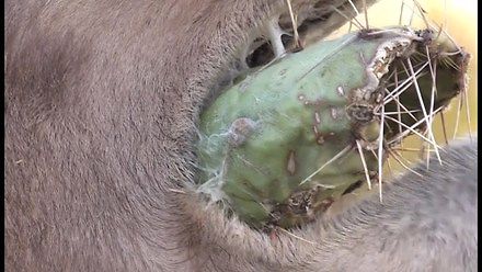 O! Wielbłądy potrafią zjadać kaktusy