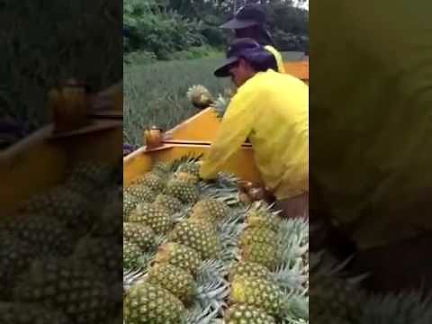 Ludzka linia produkcyjna na plantacji ananasów