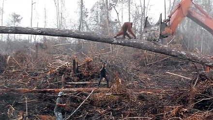 Orangutan walczy z  buldożerem o ostatni skrawek dżunglii