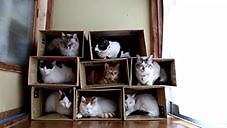 Masz osiem kotów w domu? Zbuduj dla nich tani domek
