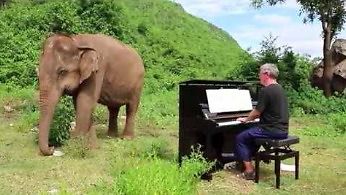 Bach zagrany na pianinie dla niewidomego słonia 