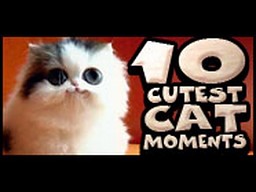 10 najlepszych kocich filmów