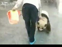 Uciekająca Panda Młoda