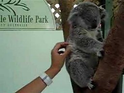 Malutka koala