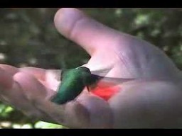 Karmienie kolibra z ręki