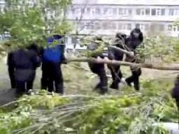 Rosyjski milicjant kontra drzewo