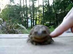 Głaskanie żaby