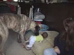 Dziecko i pies