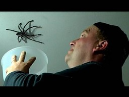 Jak nie łapać pająków