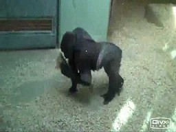 Goryl tańczy breakdance