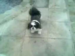 Pies który tańczy moonwalka 