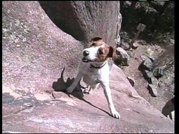 Pies alpinista