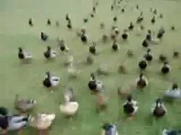 Marsz kaczek - atak klonów
