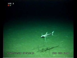 Trójnożna ryba odkryta na głębokości 1433m 