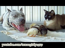 Przyjaźń pitbulla, kota i kurczaków