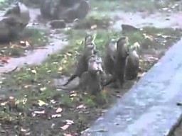 Podekscytowane wydry